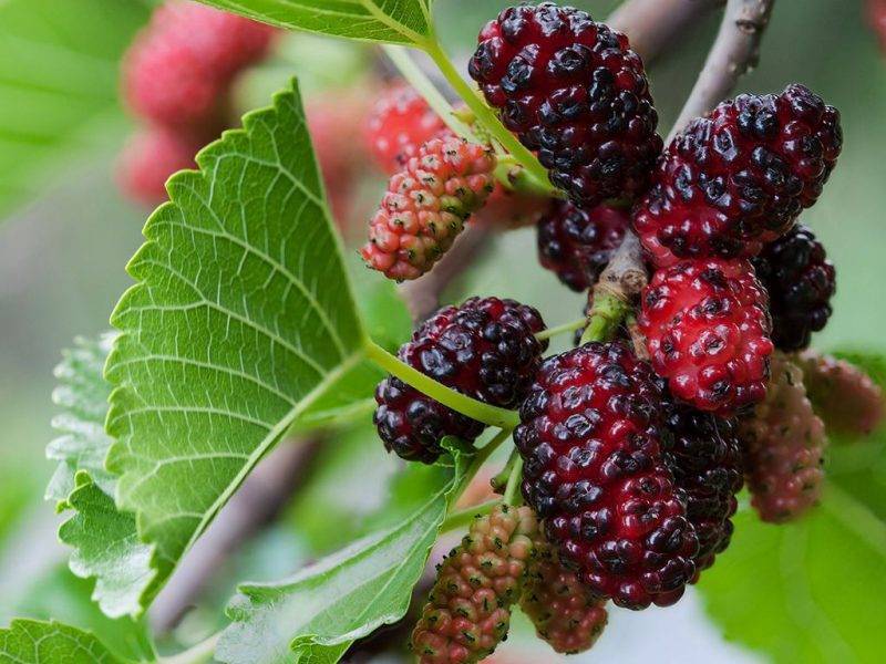 Шелковица купить саженцы из питомнике в Невинномысске