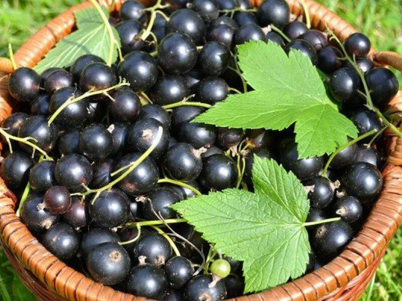 Смородина купить саженцы из питомника в Невинномысске