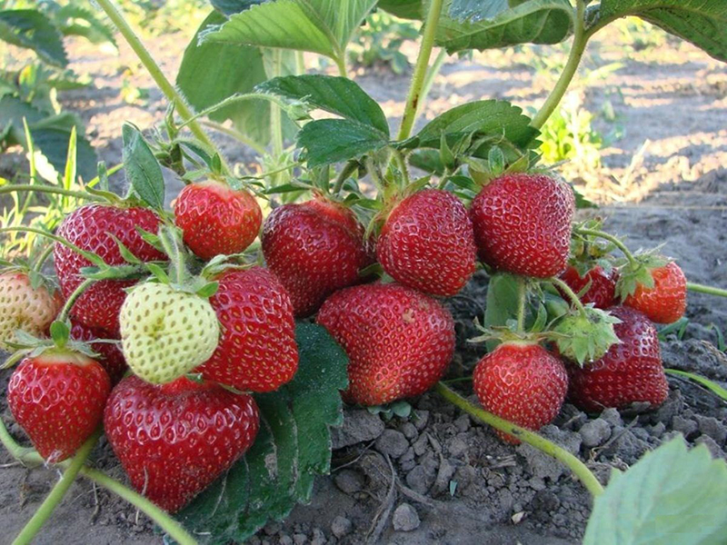 Клубника купить саженцы из питомника в Невинномысске