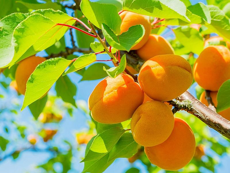 Абрикос купить саженцы из питомнике в Невинномысске