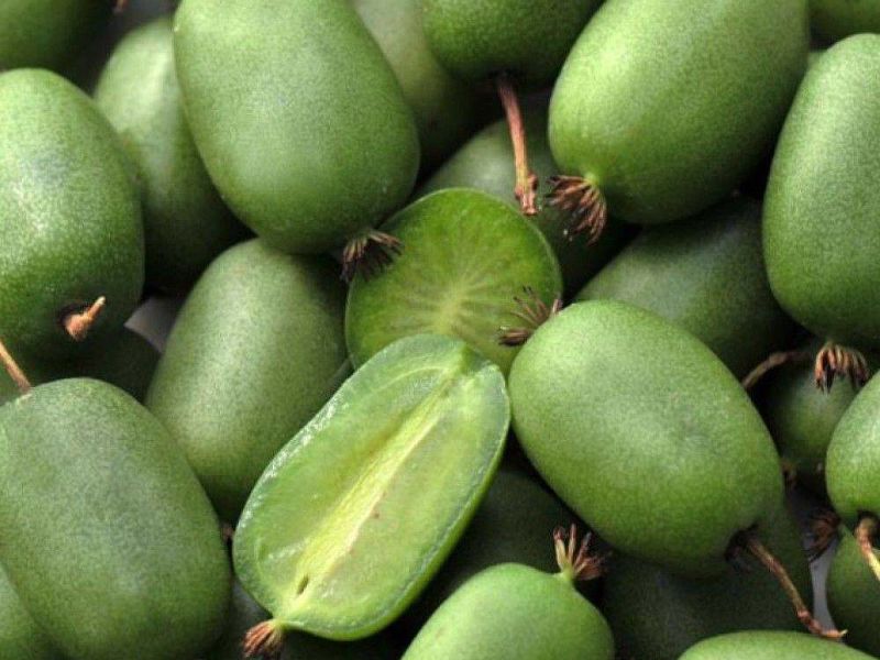 Актинидия купить саженцы из питомнике в Невинномысске