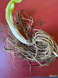 Хоста "БЛЮ ЭНДЖЕЛ"