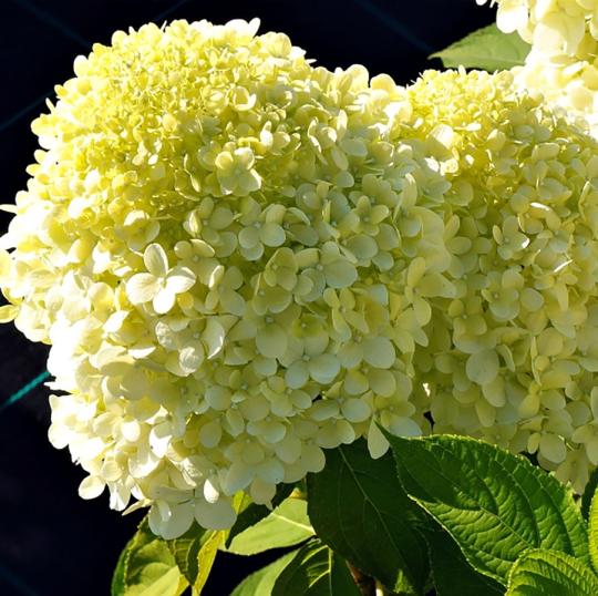 Гортензия метельчатая "СЕЛЕКШН" (Selection)